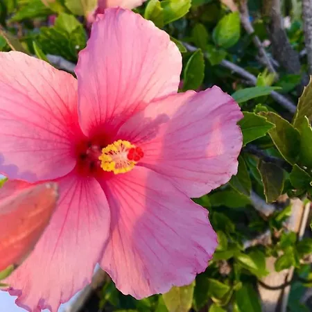 Vila Blackrock Blancas