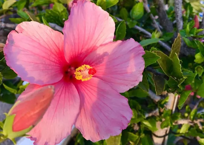 别墅 Blackrock Blancas